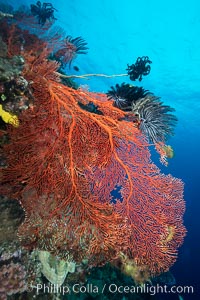 Plexauridae gorgonian Sea Fan on Pristine Coral Reef, Fiji, Crinoidea, Gorgonacea, Plexauridae, Vatu I Ra Passage, Bligh Waters, Viti Levu  Island