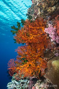 Gorgonian Sea Fans on Coral Reef, Fiji, Gorgonacea, Plexauridae, Vatu I Ra Passage, Bligh Waters, Viti Levu  Island