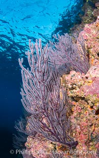 Gorgonian Sea Fans on Rocky Reef, Los Islotes, Sea of Cortez