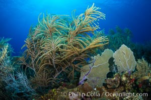 Gorgonian soft corals, Grand Cayman Island