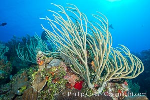 Gorgonian soft corals, Grand Cayman Island