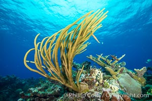 Gorgonian soft corals, Grand Cayman Island