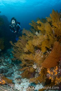 Gorgonians and invertebrate life covers a rocky reef, Sea of Cortez, Mexico