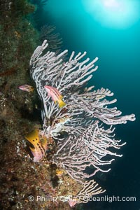 Gorgonians and Juvenile Mexican Hogfish on Lush Rocky Reef, Isla de la Guarda, Sea of Cortez, Bodianus diplotaenia, Isla Angel de la Guarda, Baja California, Mexico