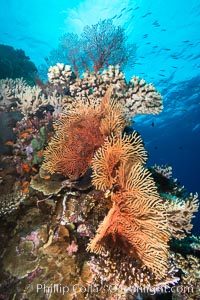 Gorgonians and Stony Corals, Tropical Coral Reef, Fiji, Gorgonacea, Plexauridae, Vatu I Ra Passage, Bligh Waters, Viti Levu  Island