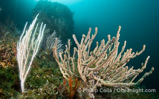 Gorgonians on Lush Rocky Reef, Isla de la Guarda, Sea of Cortez, Isla Angel de la Guarda, Baja California, Mexico