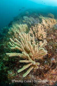 Gorgonians on Lush Rocky Reef, Isla de la Guarda, Sea of Cortez, Isla Angel de la Guarda, Baja California, Mexico