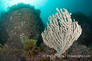 Gorgonians on Lush Rocky Reef, San Pedro Martir Island, Sea of Cortez. Gorgonians are colonial filter feeders, spreading their branches into the currents flowing over the reef in order to gather passing bits of food, Isla San Pedro Martir, Sonora, Mexico