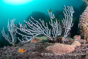 Gorgonians on Lush Rocky Reef, San Pedro Martir Island, Sea of Cortez. Gorgonians are colonial filter feeders, spreading their branches into the currents flowing over the reef in order to gather passing bits of food, Isla San Pedro Martir, Sonora, Mexico