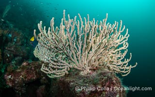 Gorgonians on Lush Rocky Reef, San Pedro Martir Island, Sea of Cortez. Gorgonians are colonial filter feeders, spreading their branches into the currents flowing over the reef in order to gather passing bits of food, Isla San Pedro Martir, Sonora, Mexico