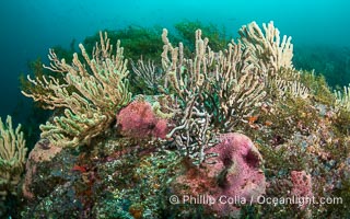 Gorgonians on Lush Rocky Reef, San Pedro Martir Island, Sea of Cortez. Gorgonians are colonial filter feeders, spreading their branches into the currents flowing over the reef in order to gather passing bits of food, Isla San Pedro Martir, Sonora, Mexico