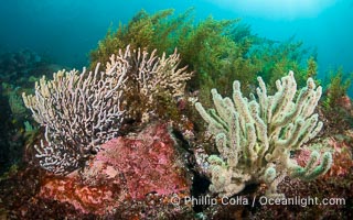 Gorgonians on Lush Rocky Reef, San Pedro Martir Island, Sea of Cortez. Gorgonians are colonial filter feeders, spreading their branches into the currents flowing over the reef in order to gather passing bits of food, Isla San Pedro Martir, Sonora, Mexico