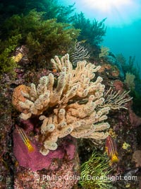 Gorgonians on Lush Rocky Reef, San Pedro Martir Island, Sea of Cortez. Gorgonians are colonial filter feeders, spreading their branches into the currents flowing over the reef in order to gather passing bits of food, Isla San Pedro Martir, Sonora, Mexico