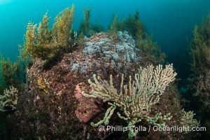 Gorgonians on Lush Rocky Reef, San Pedro Martir Island, Sea of Cortez. Gorgonians are colonial filter feeders, spreading their branches into the currents flowing over the reef in order to gather passing bits of food, Isla San Pedro Martir, Sonora, Mexico