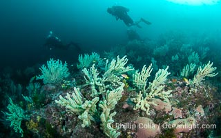 Gorgonians on Lush Rocky Reef, San Pedro Martir Island, Sea of Cortez. Gorgonians are colonial filter feeders, spreading their branches into the currents flowing over the reef in order to gather passing bits of food, Isla San Pedro Martir, Sonora, Mexico