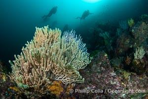 Gorgonians on Lush Rocky Reef, San Pedro Martir Island, Sea of Cortez. Gorgonians are colonial filter feeders, spreading their branches into the currents flowing over the reef in order to gather passing bits of food, Isla San Pedro Martir, Sonora, Mexico