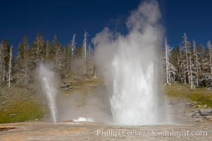 Grand Geyser (right), Turban Geyser (center) and Vent Geyser (left) erupt in concert.  Grand Geyser is a fountain-type geyser reaching 200 feet in height and lasting up to 12 minutes.  Grand Geyser is considered the tallest predictable geyser in the world, erupting about every 12 hours.  It is often accompanied by burst or eruptions from Vent Geyser and Turban Geyser just to its left.  Upper Geyser Basin, Yellowstone National Park, Wyoming