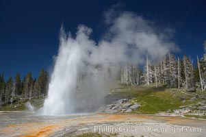 Grand Geyser erupts (right) with a simultaneous eruption from Vent Geyser (left).  Grand Geyser is a fountain-type geyser reaching 200 feet in height and lasting up to 12 minutes.  Grand Geyser is considered the tallest predictable geyser in the world, erupting about every 12 hours.  It is often accompanied by burst or eruptions from Vent Geyser and Turban Geyser just to its left.  Upper Geyser Basin, Yellowstone National Park, Wyoming