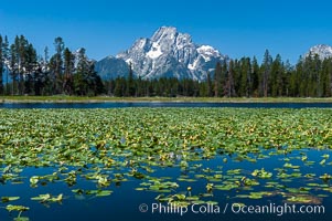 Lilypads cover Heron Pond, Mount Moran in the background, Grand Teton National Park, Wyoming