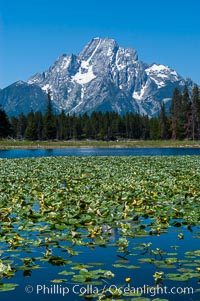 Lilypads cover Heron Pond, Mount Moran in the background, Grand Teton National Park, Wyoming