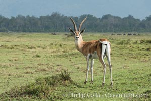 Grant's Gazelle, Maasai Mara, Kenya, Nanger granti, Maasai Mara National Reserve