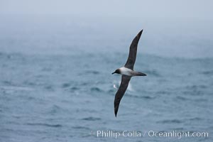 Gray-headed albatross, in flight, Thalassarche chrysostoma, Scotia Sea