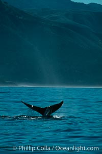 Gray whale, Eschrichtius robustus, Big Sur, California