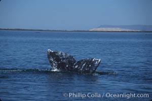 Gray whale, Laguna San Ignacio, Eschrichtius robustus, San Ignacio Lagoon