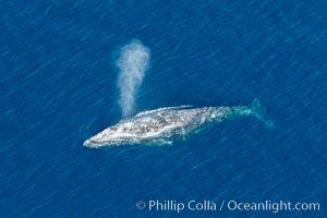 Gray whale blowing at the ocean surface, exhaling and breathing as it prepares to dive underwater, Eschrichtius robustus, Encinitas, California