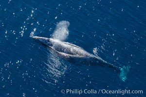 Gray whale blowing at the ocean surface, exhaling and breathing as it prepares to dive underwater, Eschrichtius robustus, Encinitas, California