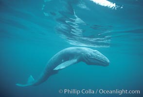 A neonate gray whale calf, born just hours before, still exhbiting embryonic folds in the skin along its side.  This baby gray whale was born in the cold waters of Big Sur, far to the north of the Mexican lagoons of Baja California where most gray whale births take place, Eschrichtius robustus, Monterey