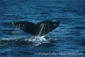 Gray whale fluke, Eschrichtius robustus, Big Sur, California