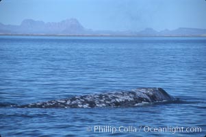 Gray whale, Laguna San Ignacio, Eschrichtius robustus, San Ignacio Lagoon