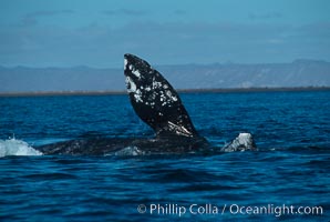 Courting gray whales, Laguna San Ignacio, Eschrichtius robustus, San Ignacio Lagoon