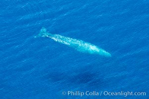 Aerial photo of gray whale calf and mother. This baby gray whale was born during the southern migration, far to the north of the Mexican lagoons of Baja California where most gray whale births take place, Eschrichtius robustus, San Clemente