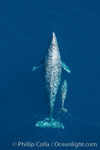 Aerial photo of gray whale calf and mother. This baby gray whale was born during the southern migration, far to the north of the Mexican lagoons of Baja California where most gray whale births take place, Eschrichtius robustus, San Clemente