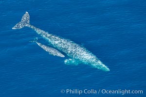 Aerial photo of gray whale calf and mother. This baby gray whale was born during the southern migration, far to the north of the Mexican lagoons of Baja California where most gray whale births take place, Eschrichtius robustus, San Clemente