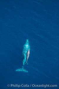 Aerial photo of gray whale calf and mother. This baby gray whale was born during the southern migration, far to the north of the Mexican lagoons of Baja California where most gray whale births take place, Eschrichtius robustus, San Clemente