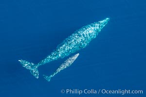 Aerial photo of gray whale calf and mother. This baby gray whale was born during the southern migration, far to the north of the Mexican lagoons of Baja California where most gray whale births take place, Eschrichtius robustus, San Clemente