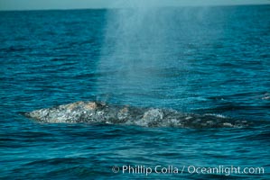 Gray whale, blow and skin detail, Eschrichtius robustus, Monterey, California