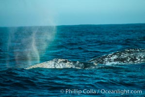 Gray whale, rainbow blow, Eschrichtius robustus, Monterey, California