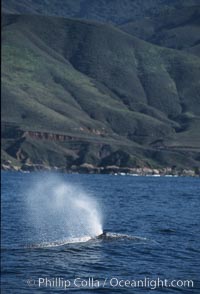 Gray whale, blowing at surface, Eschrichtius robustus, Big Sur, California