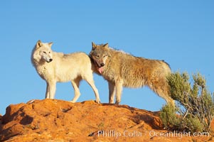 Gray wolf, Canis lupus