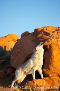 Gray wolf howling, Canis lupus