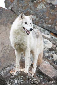 Gray wolf, Sierra Nevada foothills, Mariposa, California, Canis lupus