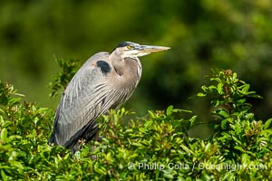 Great Blue Heron, Ardea herodias, Harley Davidson Rookery, Brandon, Florida