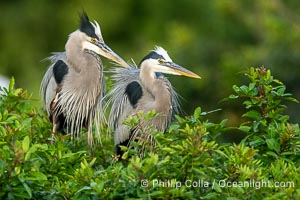 Great Blue Heron, Ardea herodias, Harley Davidson Rookery, Brandon, Florida