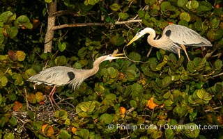 Great Blue Heron mated pair exchanging nesting material at the nest, Venice Rookery, Florida, Ardea herodias