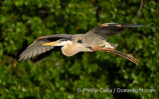 Great Blue Heron, Ardea herodias, Venice Rookery