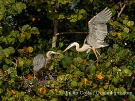 Great Blue Heron mated pair exchanging nesting material at the nest, Venice Rookery, Florida, Ardea herodias